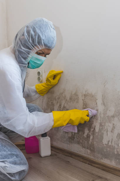 Mold Remediation for Vacation Homes in Rehobeth, AL